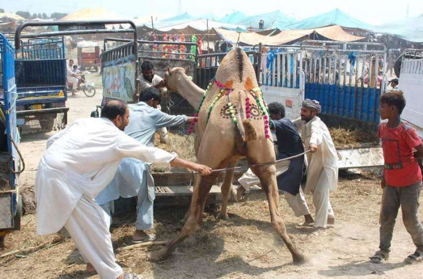فیصل آباد: عیدالاضحی کی آمد کے موقع پر قربانی کے لیے خریدے ..