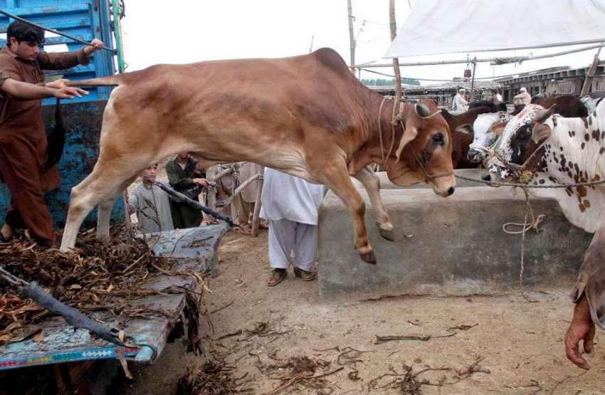 پشاور: مویشی منڈی میں لائے گئے قربانی کے جاور ٹرک سے اتارے ..