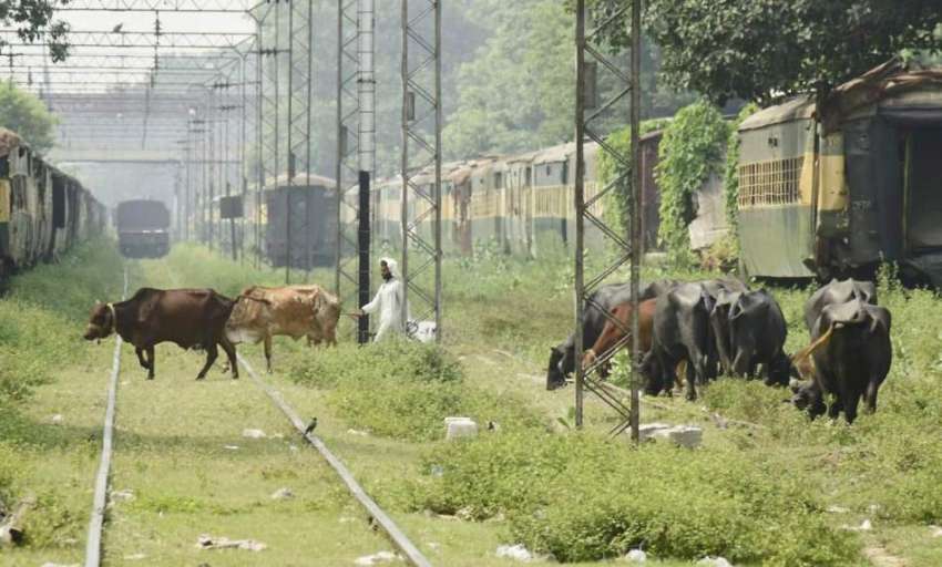 لاہور: ایک چرواہا مغلپورہ باجالائن کے قریب ند ریلوے ٹریک ..