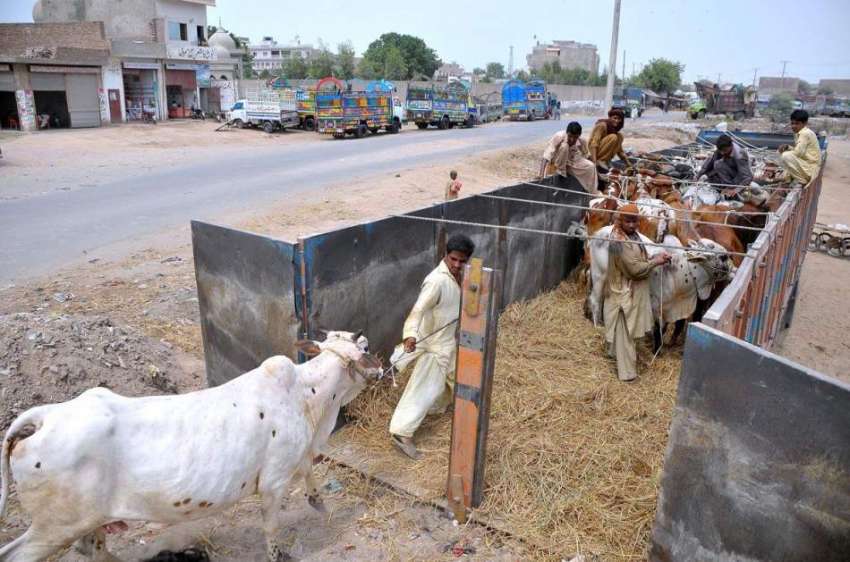 ملتان: بیوپاری مویشی منڈی میں لیجانے کے لیے جانوروں کو ٹرک ..