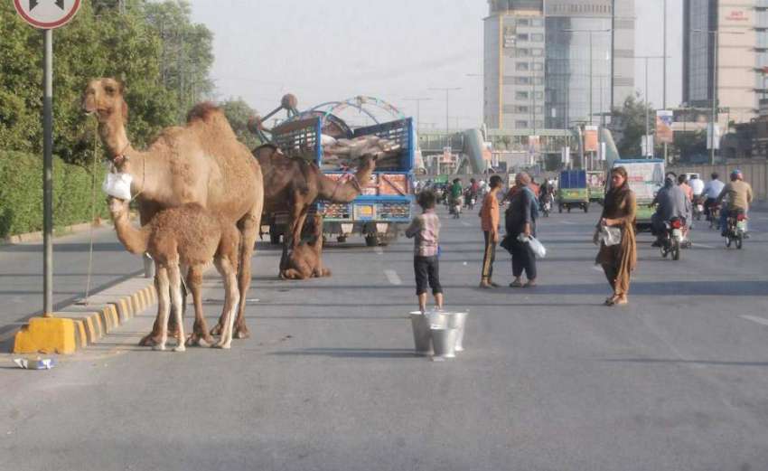 لاہور: خانہ بدوش اونٹنی کا دودھ فروخت کرنے کے لیے سڑک کنارے ..
