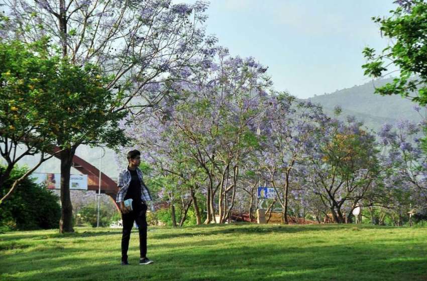 اسلام آباد: وفاقی دارالحکومت میں درختوں پر کھلے پھول خوبصورت ..