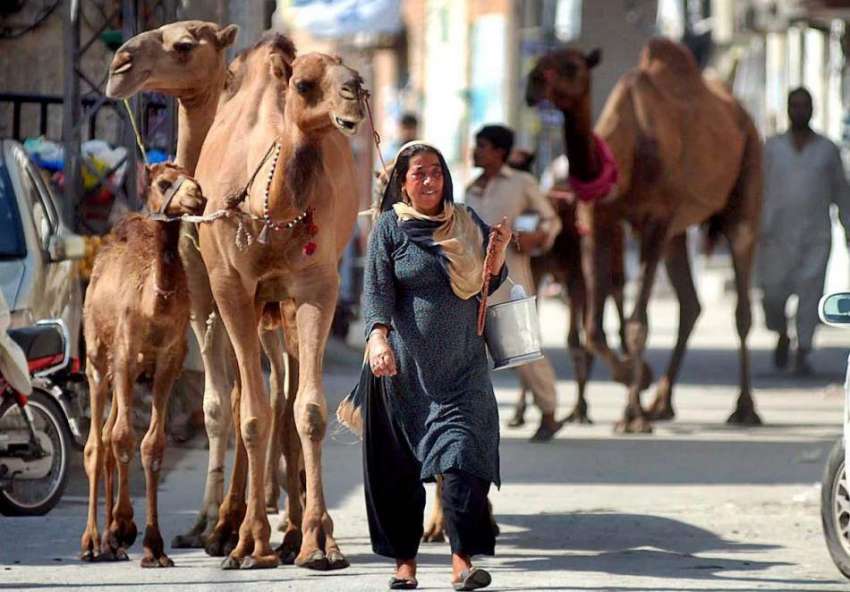 راولپنڈی: خانہ بدوش خاتون اونٹنی کا دودھ فروخت کرنے کے لیے ..