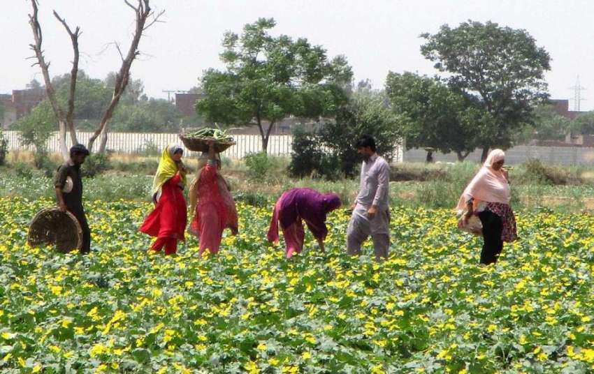 فیصل آباد: کسان کھیت سے سبزی چن رہے ہیں۔