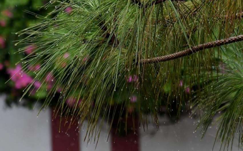 راولپنڈی:بارش کے دوران درختوں کے پتوں سے گرتے بارش کے پانی ..