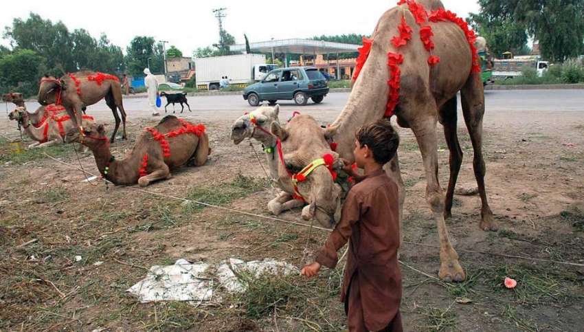 پشاور: عیدالاضحی کی آمد کے موقع پرمویشی منڈی میں لائے گئے ..