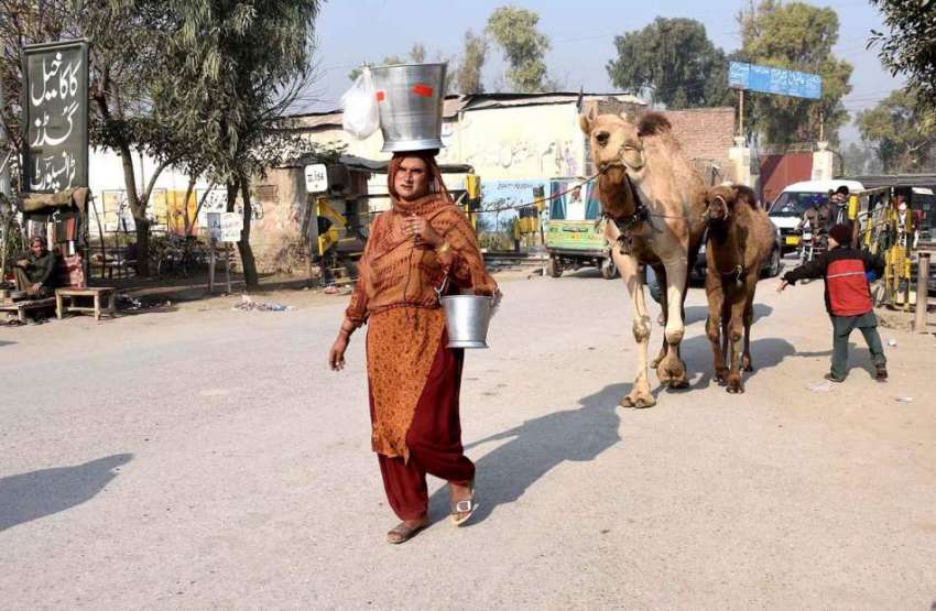 پشاور: خانہ بدوش خاتون اپنے اونٹنی کے ہمراہ دودھ فروخت کے ..