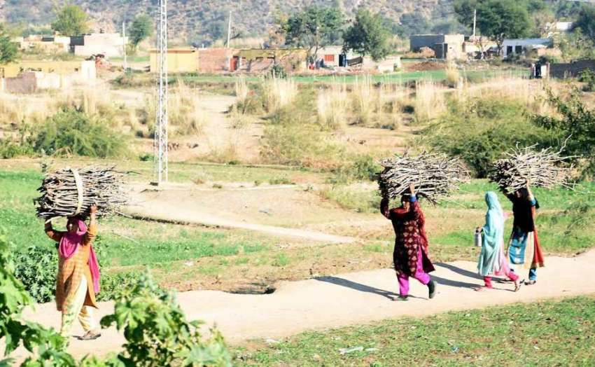 اسلام آباد: خواتین جنگل سے لکڑی کاٹ کر سر پر رکھے ایندھن ..