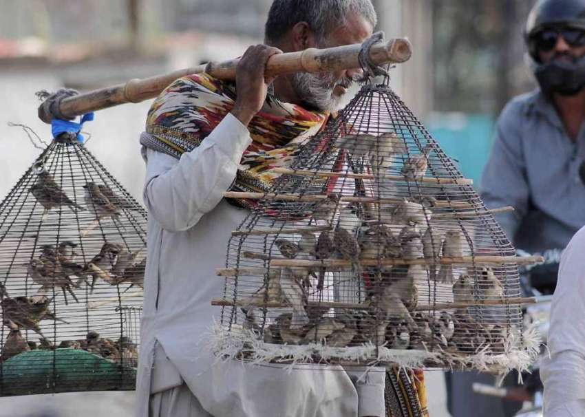 اسلام آباد: محنت کش پرندے اٹھائے فروخت کررہاہے۔