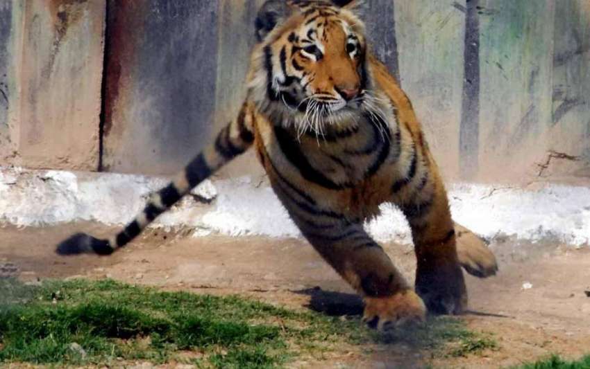 راولپنڈی: ایوب پارک میں رکھا گیا شیر دوڑ لگا کر تفری کے لیے ..