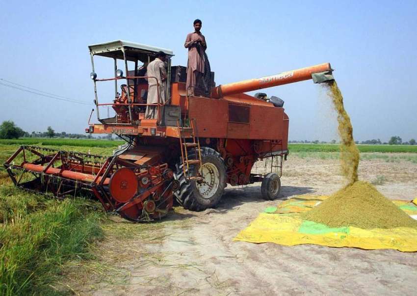 فیصل آباد: کسان چاول کی صفائی ستھرائی میں مصروف ہیں۔