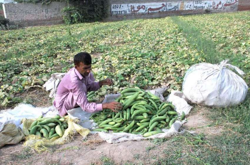 ملتان: کسان کھیت سے تازہ سبزی چن رہا ہے۔