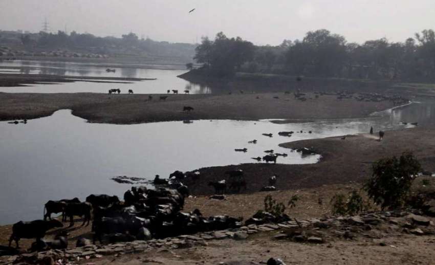 لاہور: پانی کی کمی کے باعث دریائے راوی جوہڑ کا منظرپیش کر ..