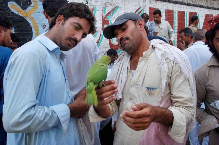 پشاور: ایک شخص طوطا فروخت کرنے کے لیے گاہک کو دکھا رہا ہے۔