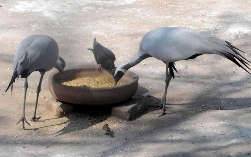 راولپنڈی مقامی پارک میں رکھے گئے پرندے دانہ چن رہے ہیں۔