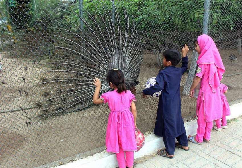 پشاور: بچے باغ ناران میں مور کا ناچ دیکھ رہے ہیں۔