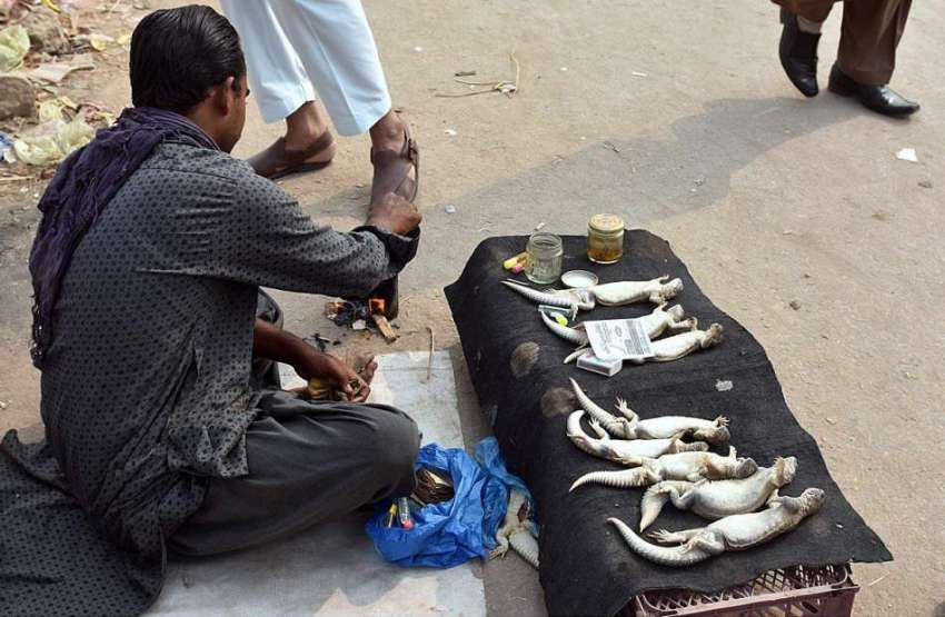 راولپنڈی: ایک شخص گاہکوں کو متوجہ کرنے کے لیے سڑک کنارے چھپکلیاں ..