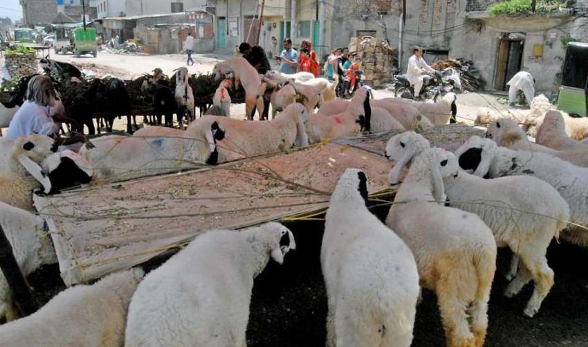 راولپنڈی: سڑک کنارے فروخت کے لیے بندھے قربانی کے جانور چارہ ..