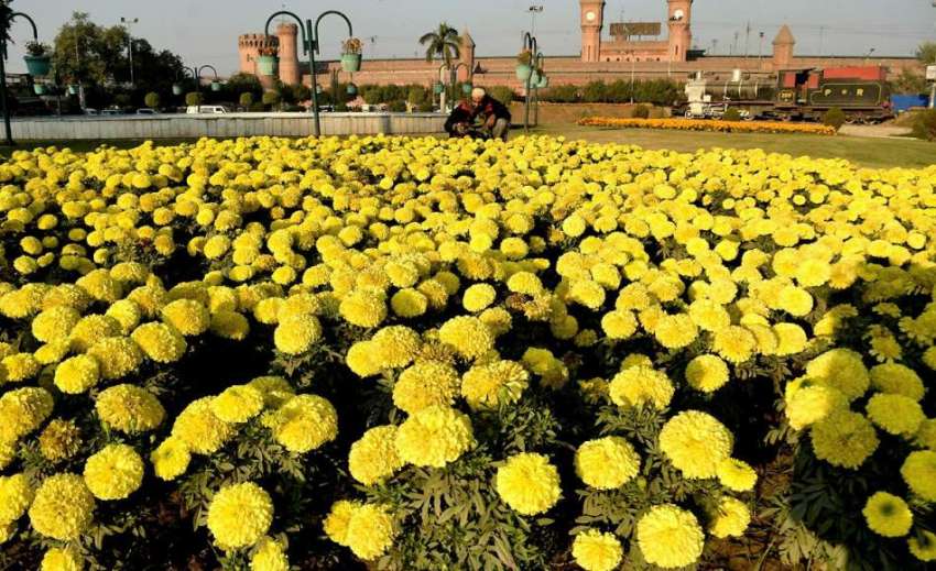 لاہور: ریلوے اسٹیشن کے سامنے پارک میں لگے پھول خوبصورت منظر ..