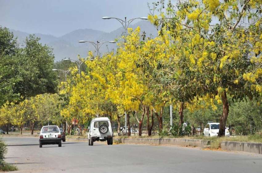 اسلام آباد: وفاقی دارالحکومت میں روڈ کنارے لگے درختوں پر ..