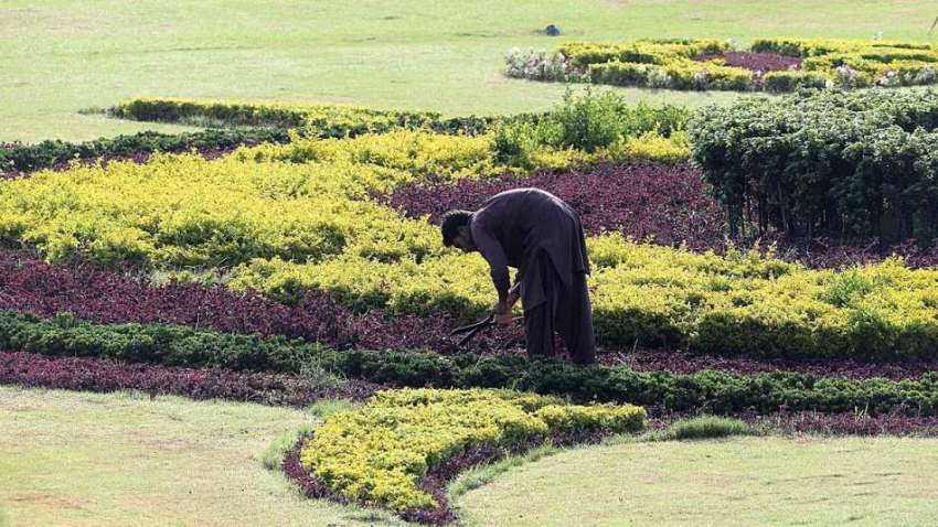 راولپنڈی: پی ایچ اے کا اہلکار پودوں کی دیکھ بھال میں مصروف ..