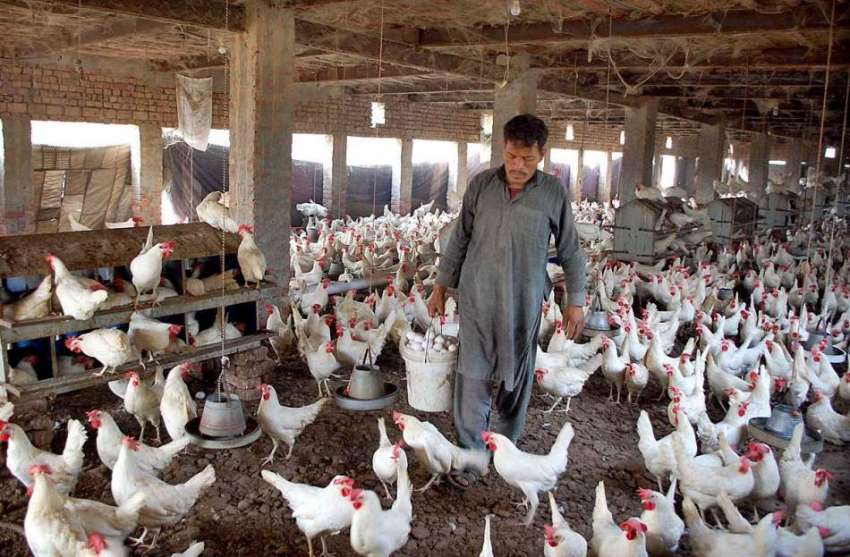 فیصل آباد: مزدور پولٹری فارم میں مرغیوں کے انڈے جمع کررہا ..