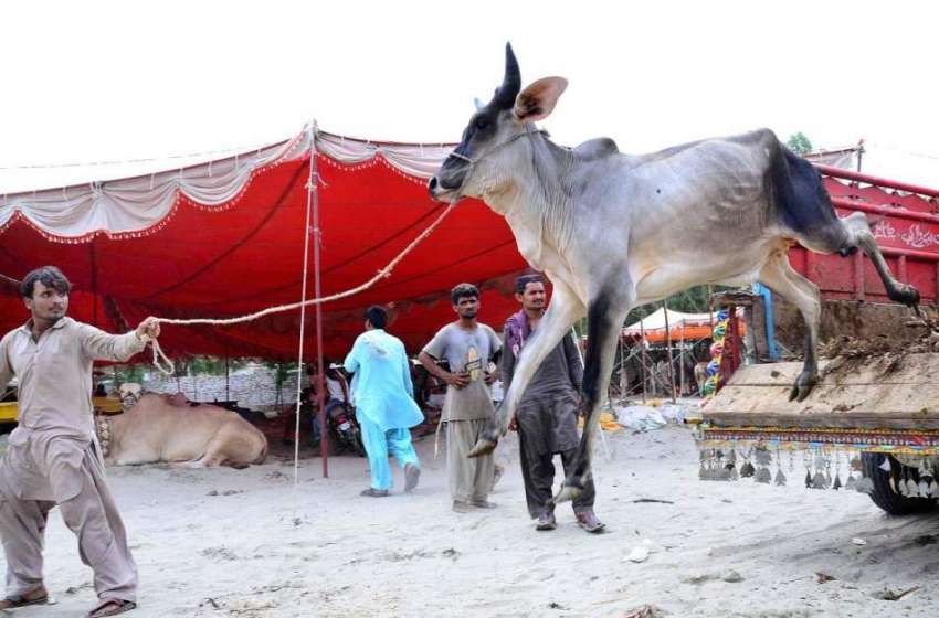 حیدر آباد: عیدالاضحی کی آمد کے موقع پر مویشی منڈی میں جانور ..