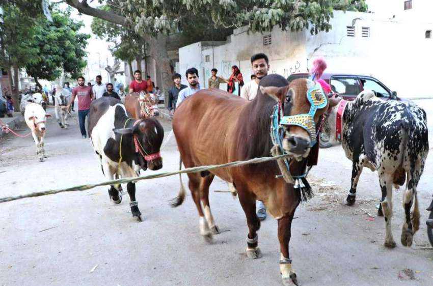 کراچی: عیدالاضحی کی آمد کے موقع پر شہری اپنے قربانی کے جانوروں ..