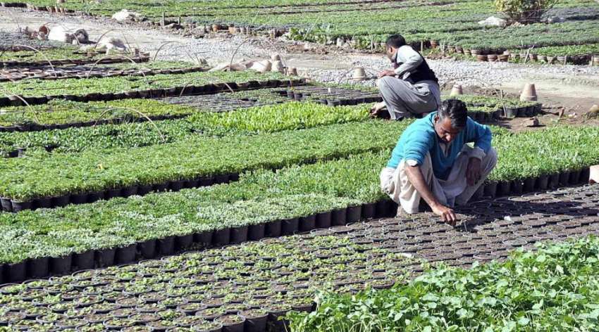 اسلام آباد: مزدور نرسری میں پودوں کی دیکھ بھال کر رہے ہیں۔