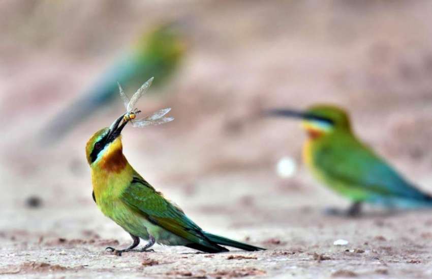 اسلام آباد: وفاقی دارالحکومت میں پرندوں کا خوبصورت جوڑا ..
