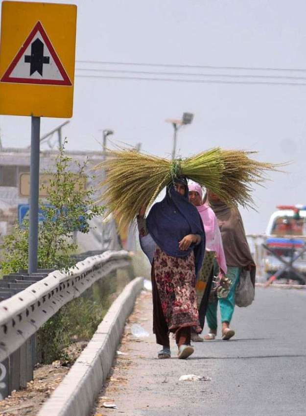 ملتان: کسان خواتین کھیتوں سے چاول کے تنے کاٹ کر لیجا رہی ..
