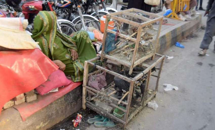 لاہور: بھاٹی چوک میں ایک عمر خاتون پرندے فروخت کرنے کے لئے ..