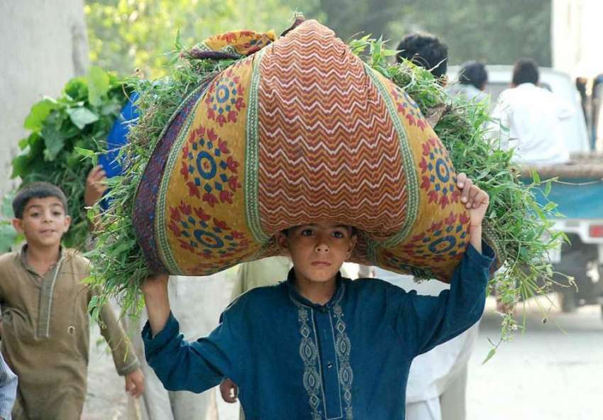 پشاور: ایک بچے اپنے سر پر بکریوں کے لیے چارہ لادھے جا رہا ..