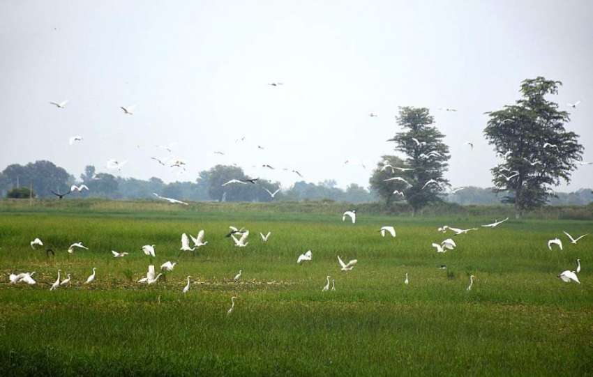 وزیرآباد: سرسبز کھیت میں خوراک کی تلاش میں پرندے دلکش منظر ..