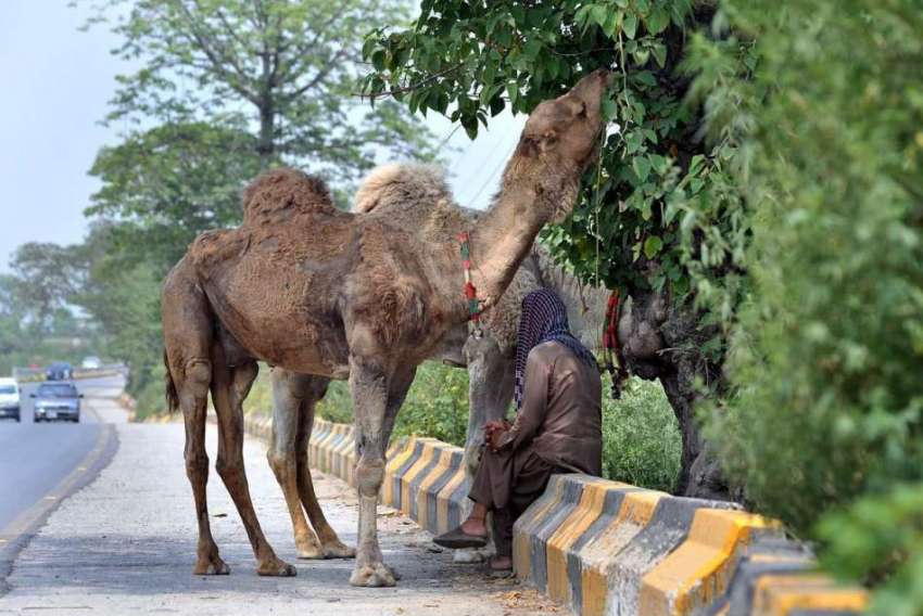 اسلام آباد: خانہ بدوش شخص درخت کے سائے تلے بیٹھا ہے جبکہ ..