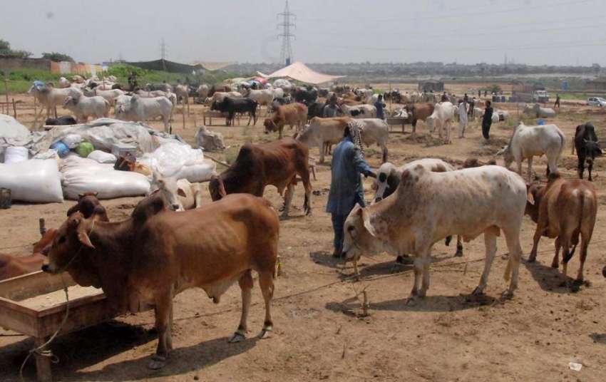راولپنڈی: عیدالاضحی کی آمد کے موقع پر فروخت کے لیے منڈی میں ..