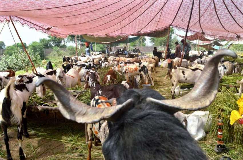 ملتان: عیدالاضحی کی آمد کے موقع پر مویشی منڈی میں لائے گئے ..