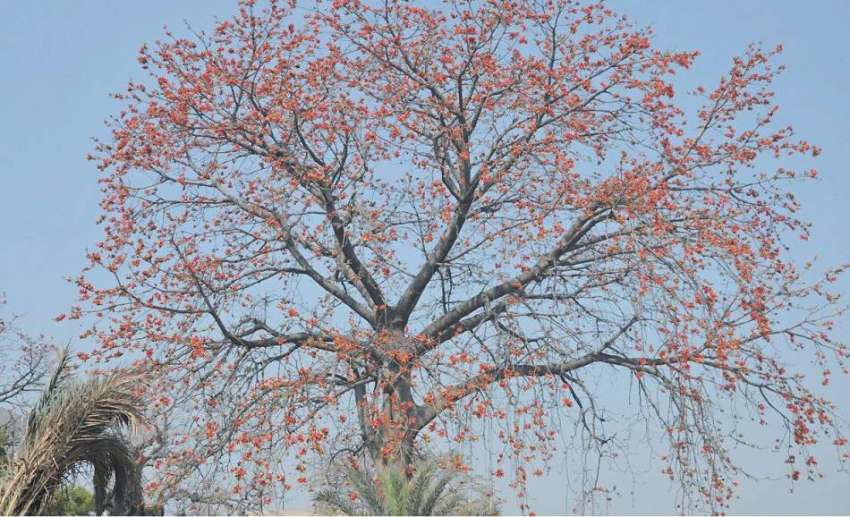 فیصل آباد: سول ہسپتال روڈ پرلگے درخت پر کھلتے پھول موسم بہار ..