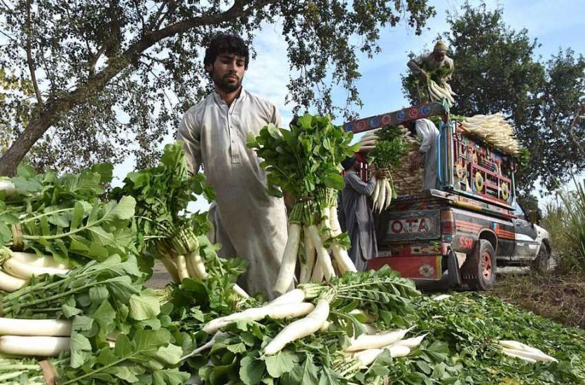 پشاور: کسان مولیاں ٹرک پر لوڈ کررہے ہیں۔
