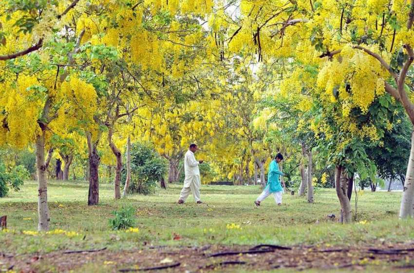 اسلام آباد: وفاقی دارالحکومت میں کھلے موسمی پھول دلکش منظر ..