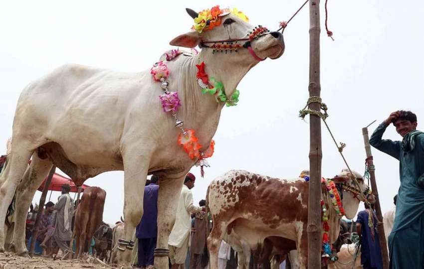 حیدر آباد: عید الاضحی کی آمد کے موقع پر مویشی منڈی میں لائے ..
