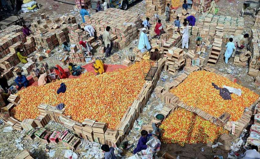 حیدر آباد: مزدور لکڑی کے کے کریٹوں میں ٹماٹر پیک کر رہے ہیں۔