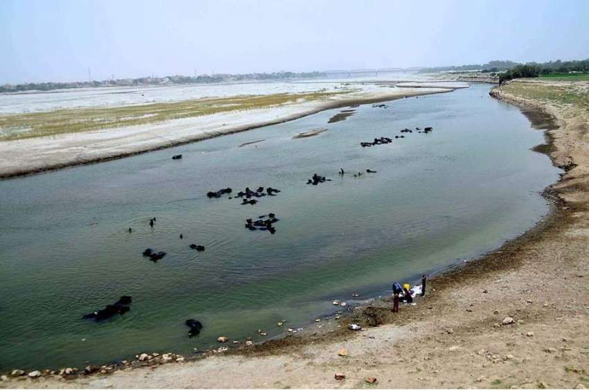 حیدر آباد: پانی کے کمی کے باعث دریائے انڈس کا کافی حصہ خشک ..