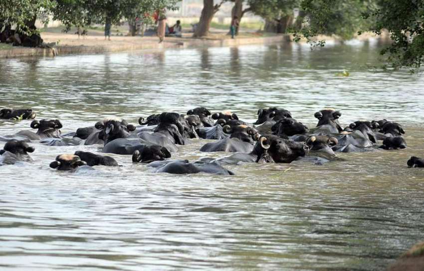 ملتان: گرمی کی شدت کے باعث بھینسیں نہر میں بیٹھی ہیں۔
