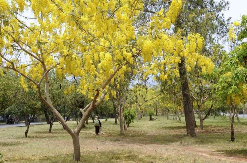 اسلام آباد: وفاقی دارالحکومت میں درختوں پر کھلے موسمی پھولوں ..