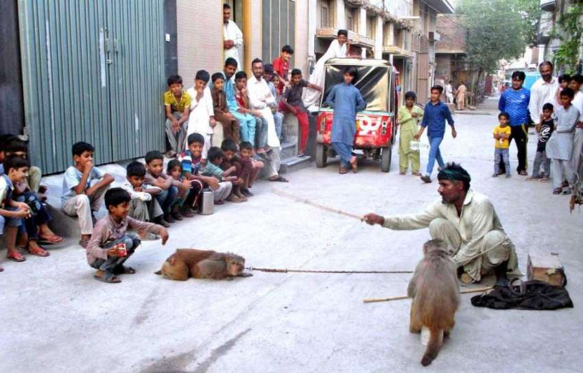 فیصل آباد: مداری اپنے خاندان کی کفالت کے لیے بندر کا تماشہ ..