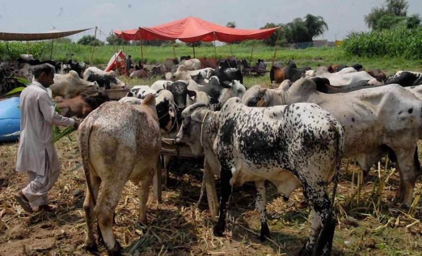 اسلام آباد: مویشی منڈی میں لائے گئے قربانی کے جانور