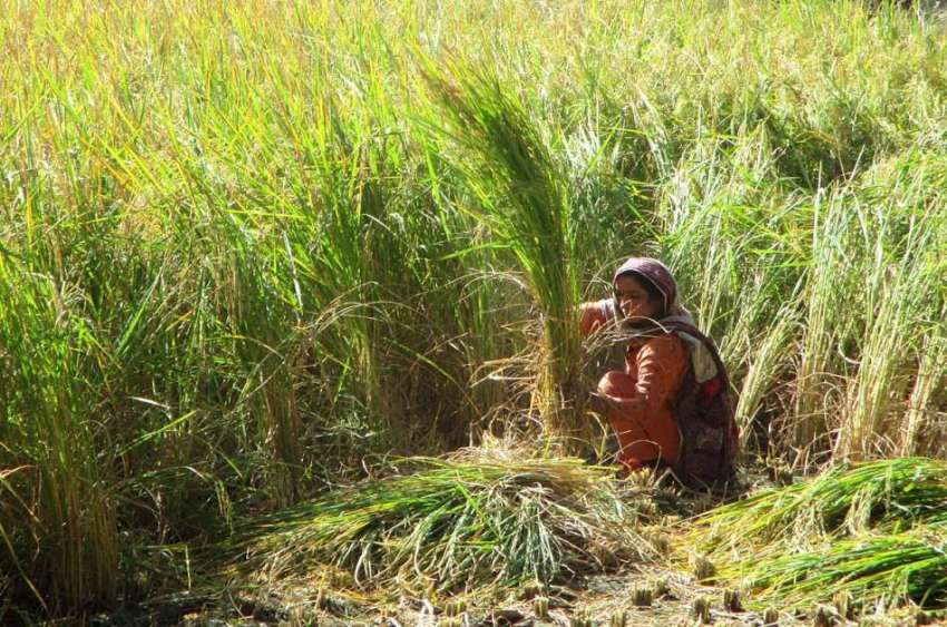 فیصل آباد: کسان خاتون فصل کاٹتے ہوئے۔