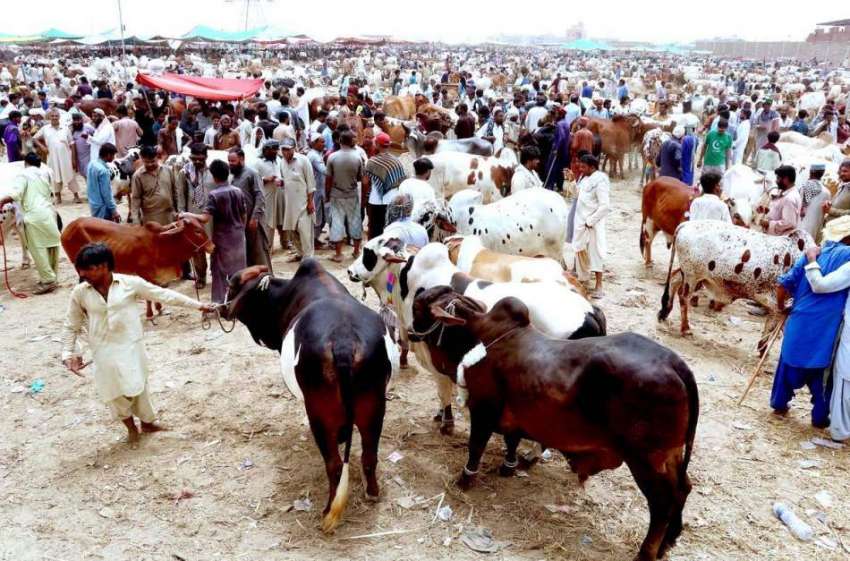 حیدر آباد: عیدالاضحی کی آمد کے موقع پر مویشی منڈی میں خریداروں ..
