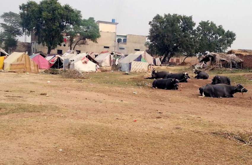 راولپنڈی: خانہ بدوشوں نے اپنی جھگیوں کے باہر جانور باندھ ..